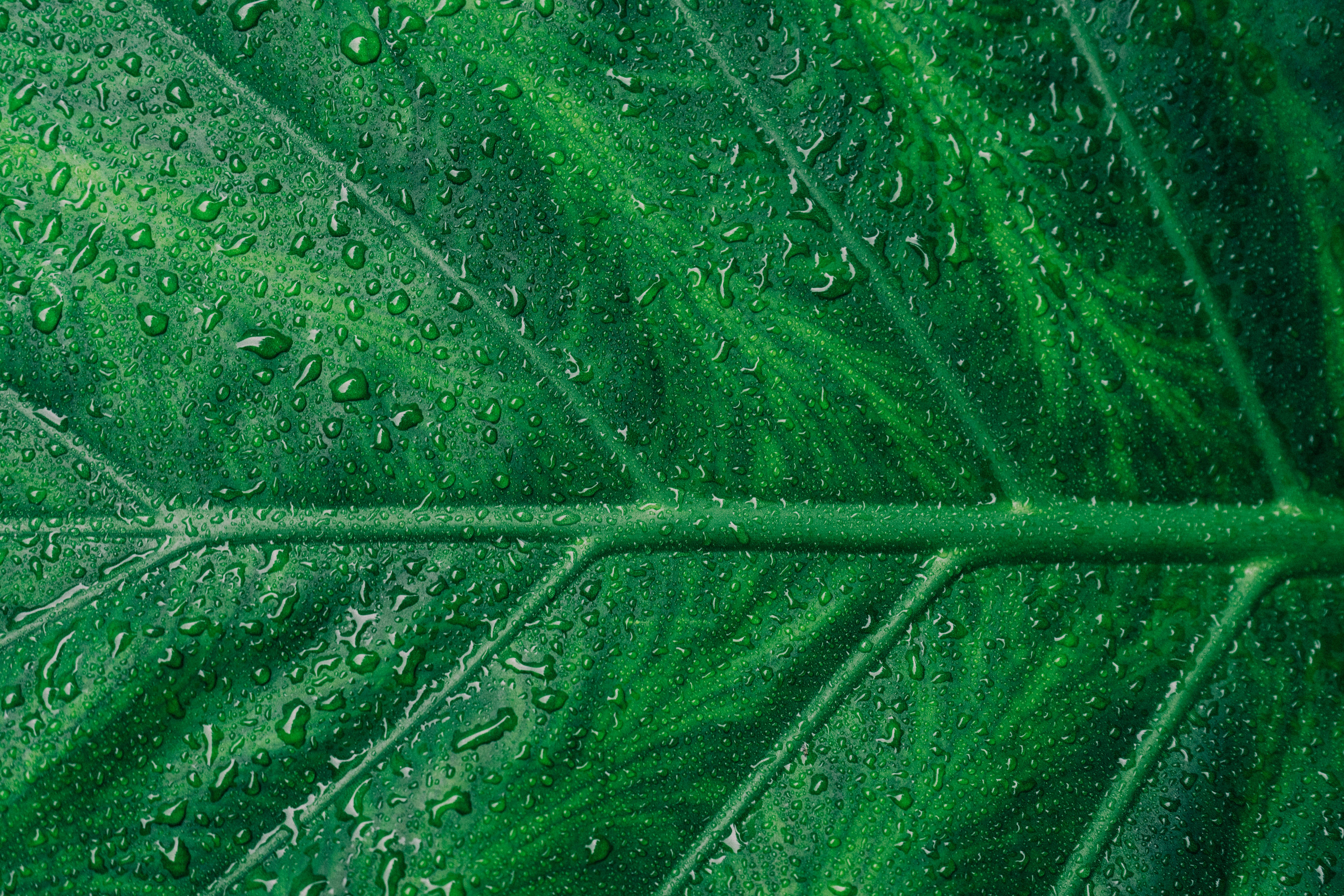 Environmental Sustainability